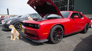 Gallery: Sonoma Show and Shine